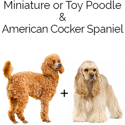 Miniature Cockapoo Dog